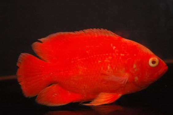 اسکار سرخ ( سوپر رد ( Super Red ) یا بلاد رد( Blood Red ) )
