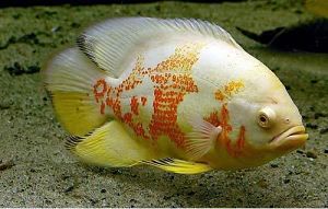  - Oscar Fish 