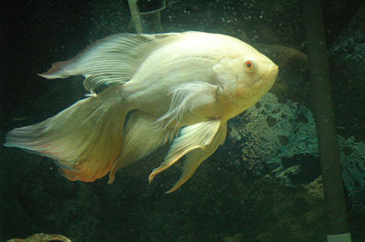  - Oscar Fish 