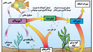 عکس %DA%86%D8%B1%D8%AE%D9%87%20%DB%8C%20%D9%86%DB%8C%D8%AA%D8%B1%D9%88%DA%98%D9%86 973240