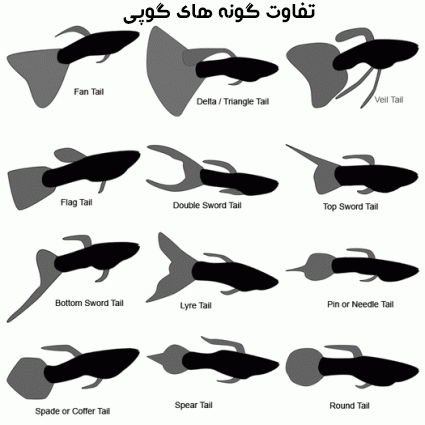 انواع گونه ماهی گوپی