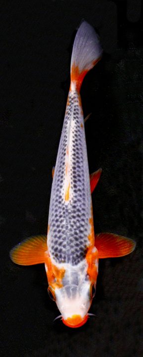 ماهی کوی آساجی – ASAGI
