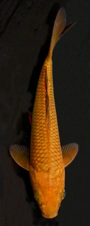 ماهی کوی چاگوی – CHAGOI