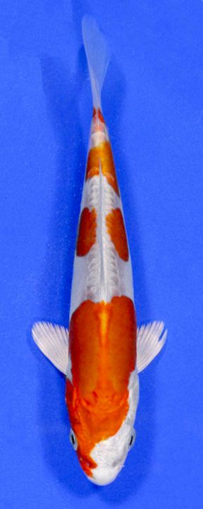 ماهی کوی کیکوسوی – KIKUSUI