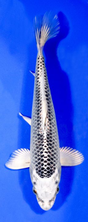 ماهی کوی ماتسوبا – MATSUBA