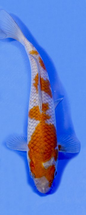ماهی کوی اوچیبا شیگوری – OCHIBA SHIGURE