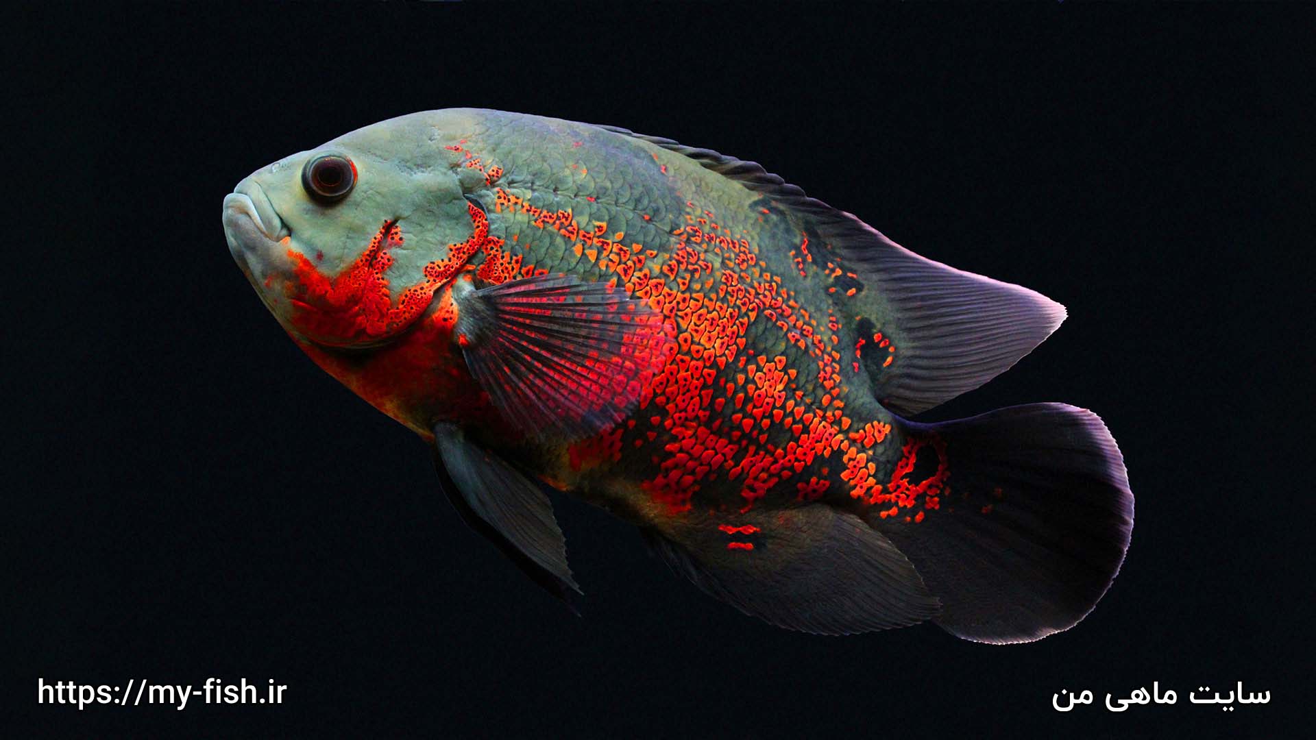 ماهی اسکار تایگر