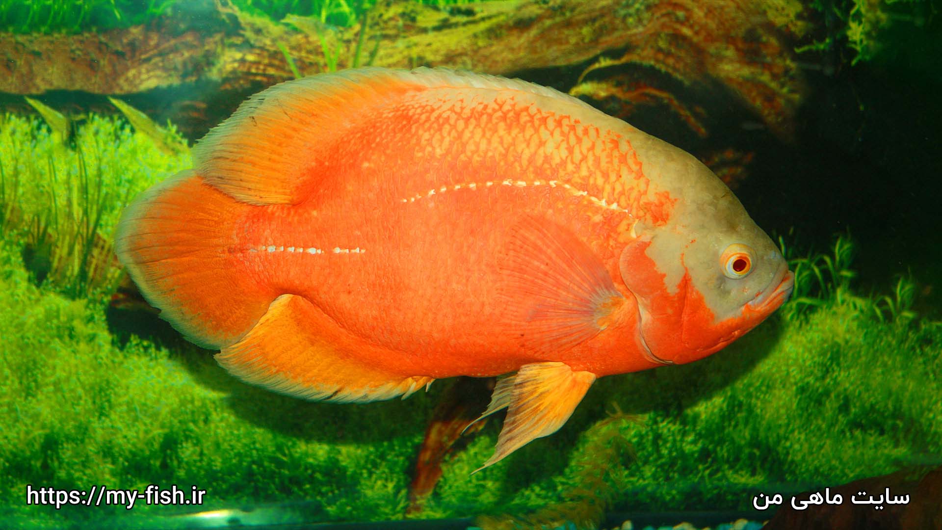 ماهی اسکار مسی آلبینو