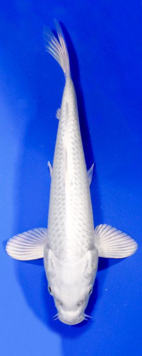 ماهی کوی پلاتینوم اوگون – PLATINUM OGON