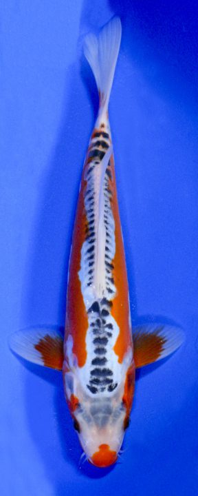 ماهی کوی شوسوی – SHUSUI