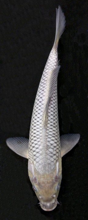 ماهی کوی سوراگوی – SORAGOI