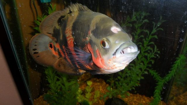 Oscar Fish with Hole in the Head