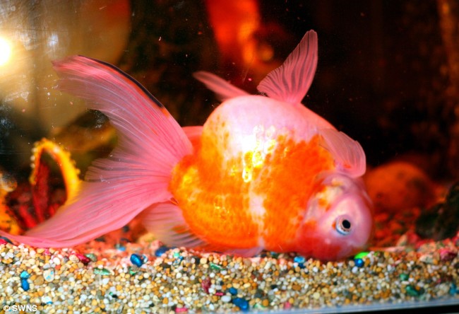 goldfish upside down