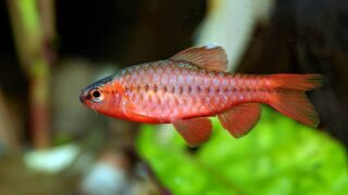 عکس %D8%A8%D8%A7%D8%B1%D8%A8 %DA%86%D8%B1%DB%8C