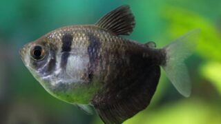 عکس %D8%A8%D9%84%DA%A9 %D9%88%DB%8C%D8%AF%D9%883