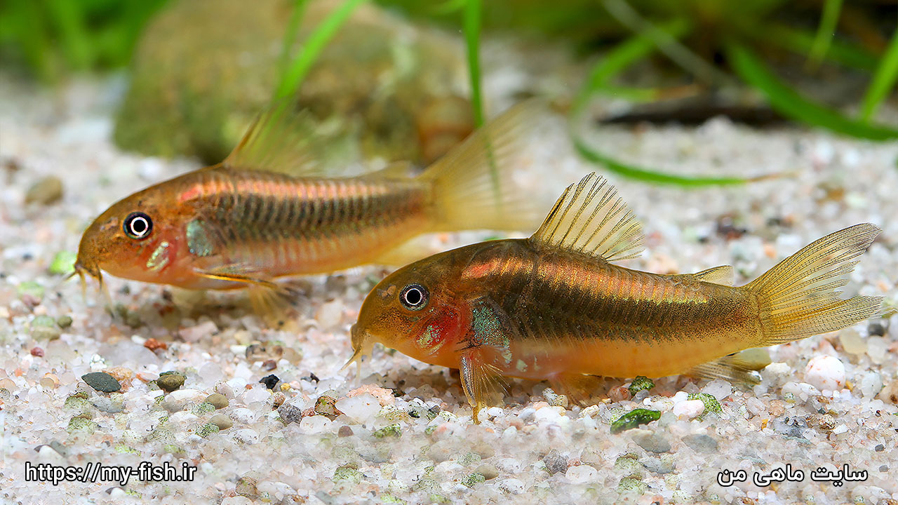 عکس Corydoras 04