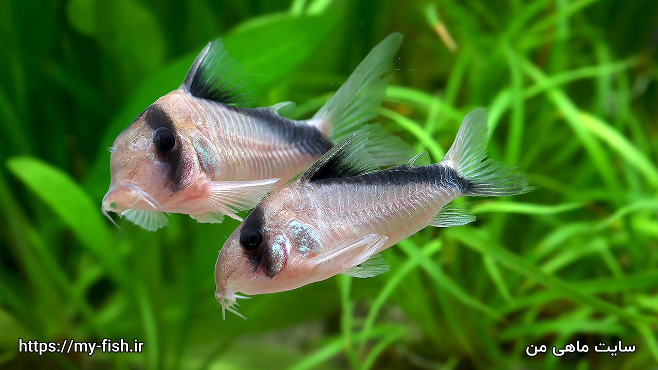 عکس Corydoras 06