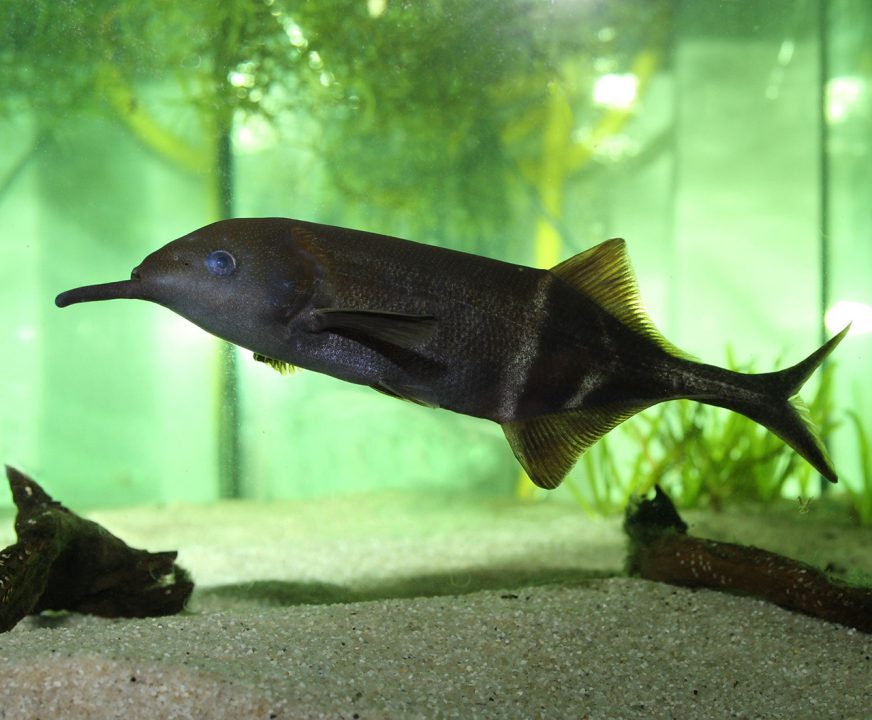 Elephantnose fish 1