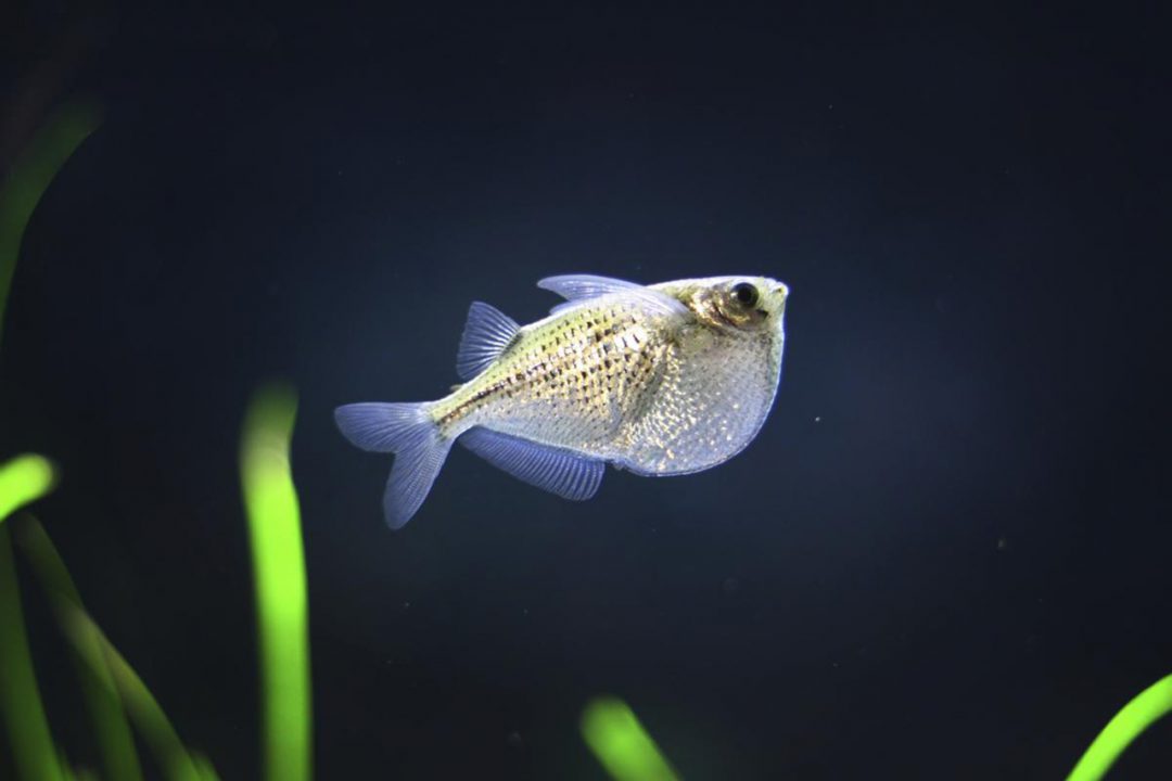 Hatchet fish 1