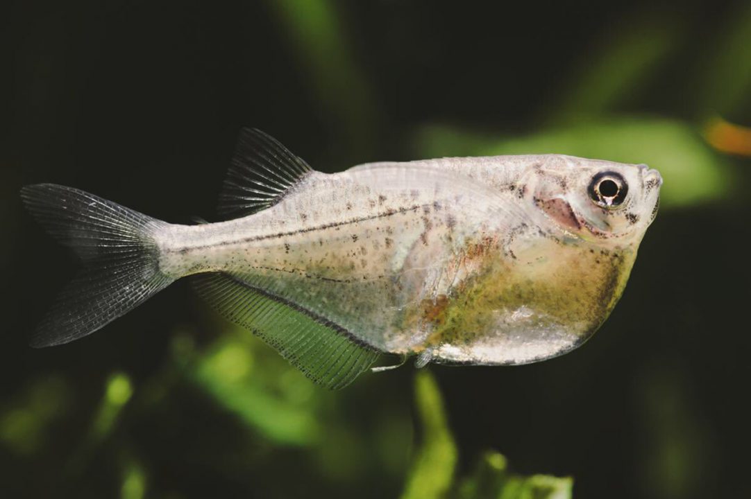Hatchet fish 2