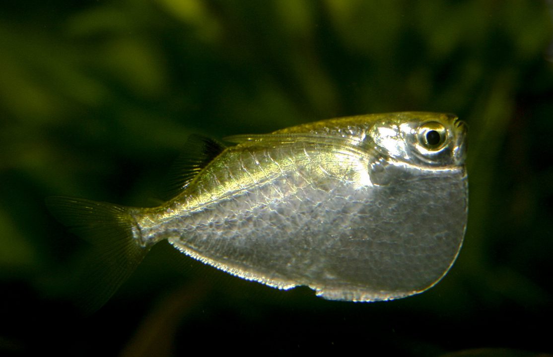 Hatchet fish 3