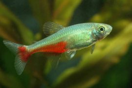 Red belly tetra 1