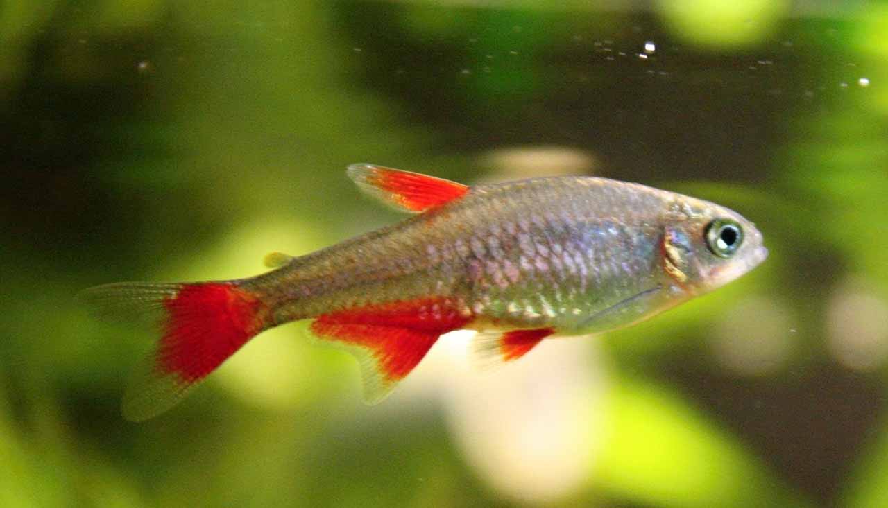 Red belly tetra 2