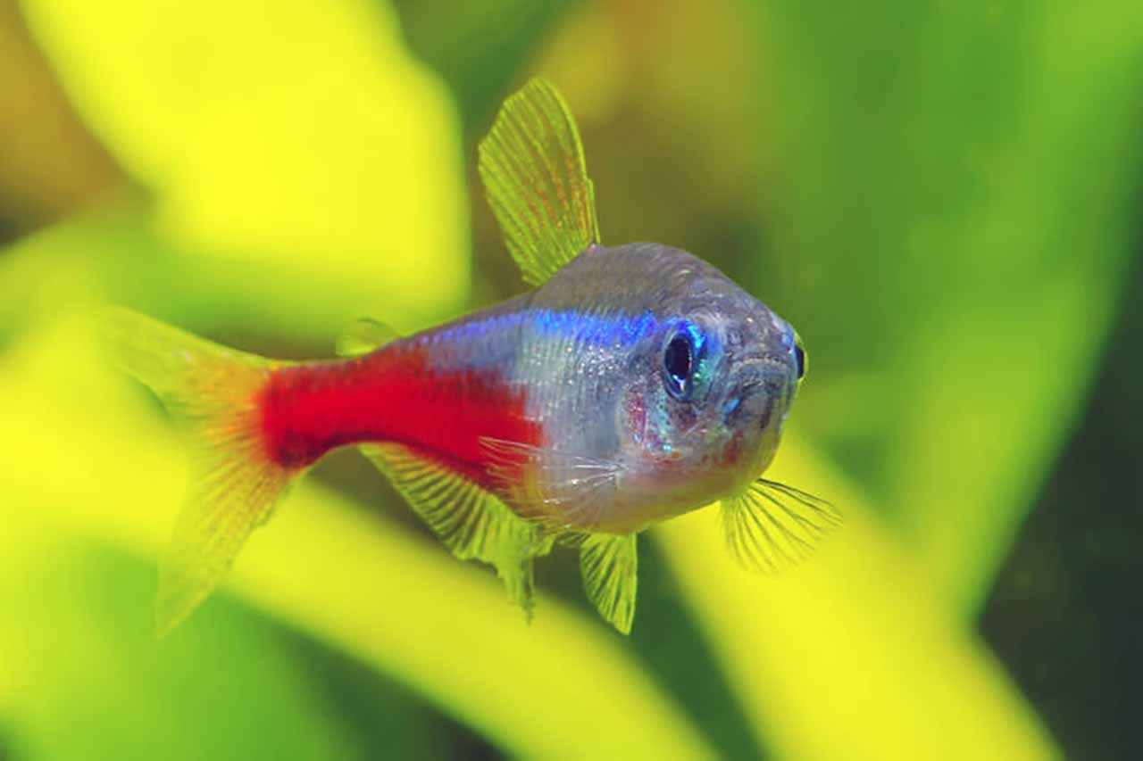 Red belly tetra 3
