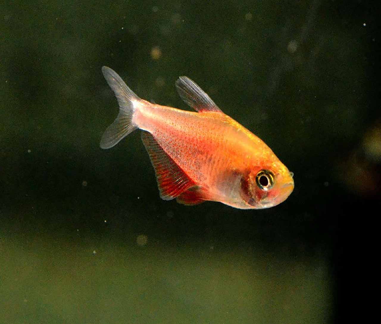 Red flame tetra 1