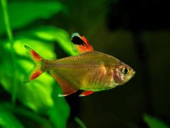 Red flame tetra 2