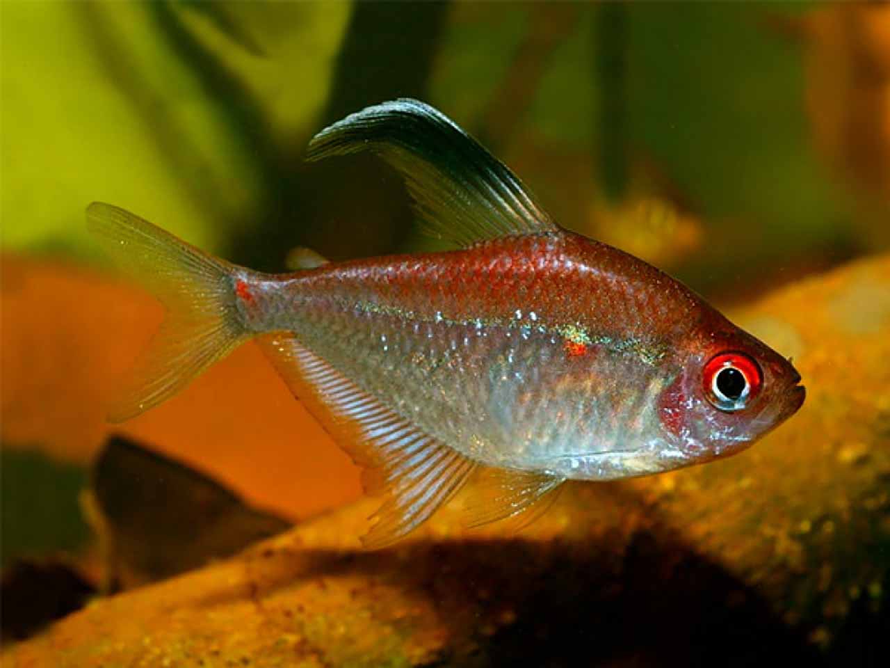 Red flame tetra 3