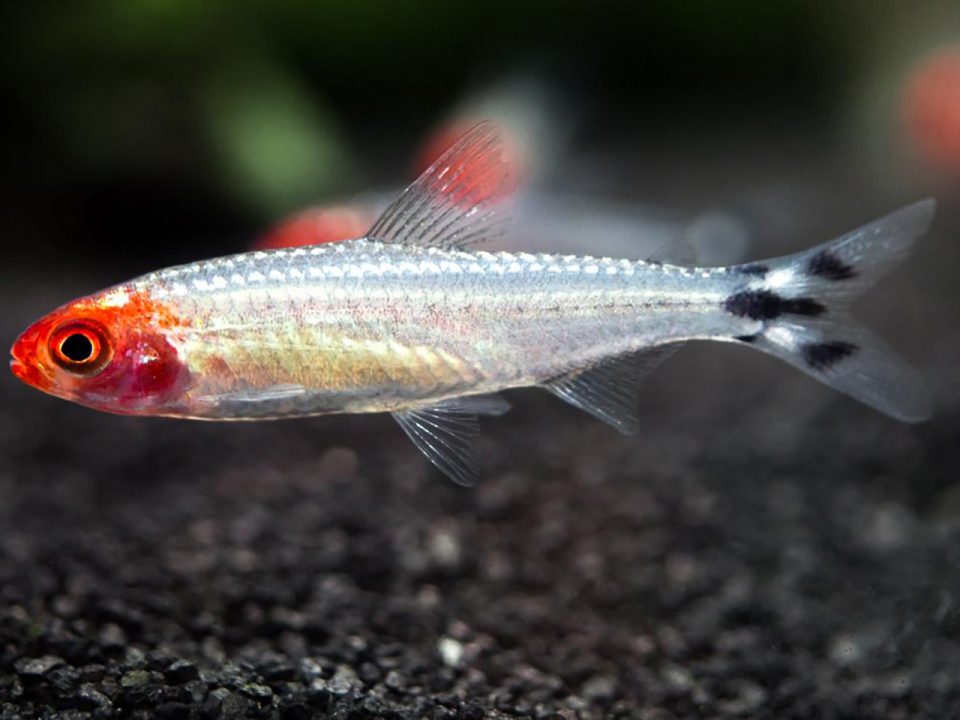 Rummy Nose Tetra 1