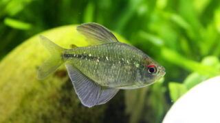 عکس %D8%AA%D8%AA%D8%B1%D8%A7%DB%8C %D8%AC%D9%88%D8%A7%D9%87%D8%B1.jpg 3