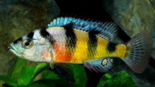 عکس %D9%85%D8%A7%D9%87%DB%8C %D8%A2%DA%A9%D9%88%D8%A7%D8%B1%DB%8C%D9%88%D9%85%DB%8C %D8%B3%DB%8C%DA%86%D9%84%D8%A7%DB%8C%D8%AF %D8%AC%D8%A7%D9%86%D8%B3%D8%AA%D9%88%D9%86%DB%8C