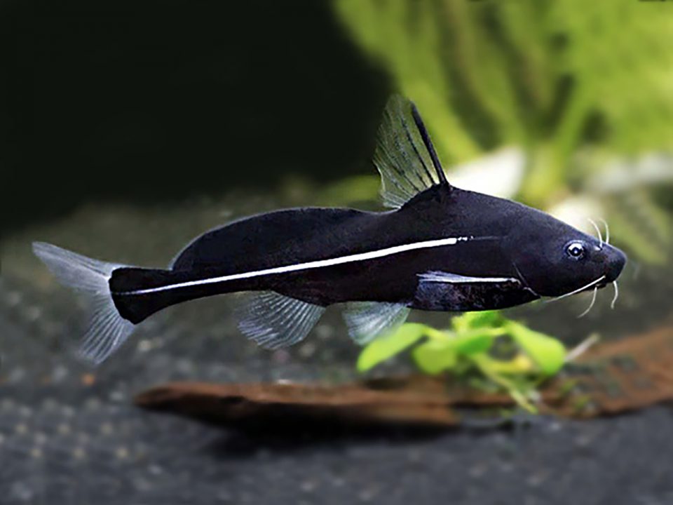 Black lancer catfish 1