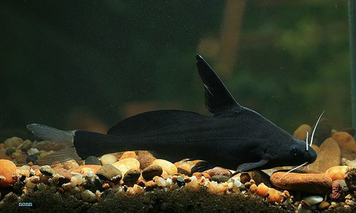 Black lancer catfish 2