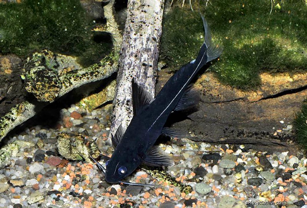 Black lancer catfish 3