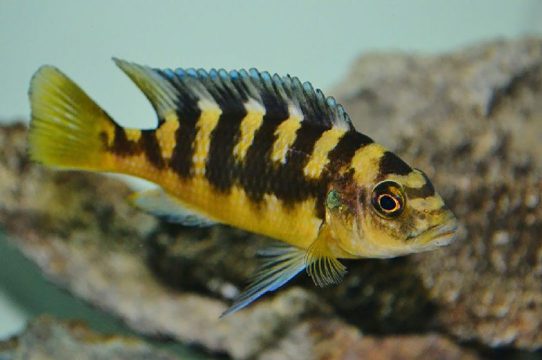 Bumble bee cichlid 1