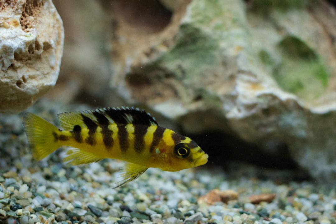 Bumble bee cichlid 2