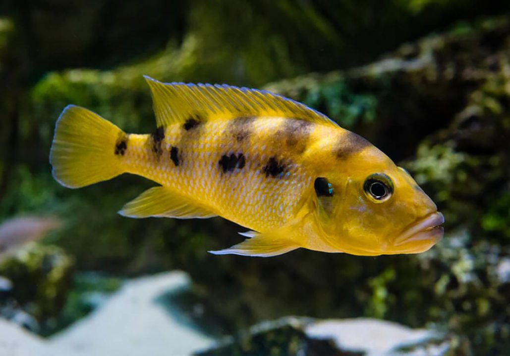 Bumble bee cichlid 3