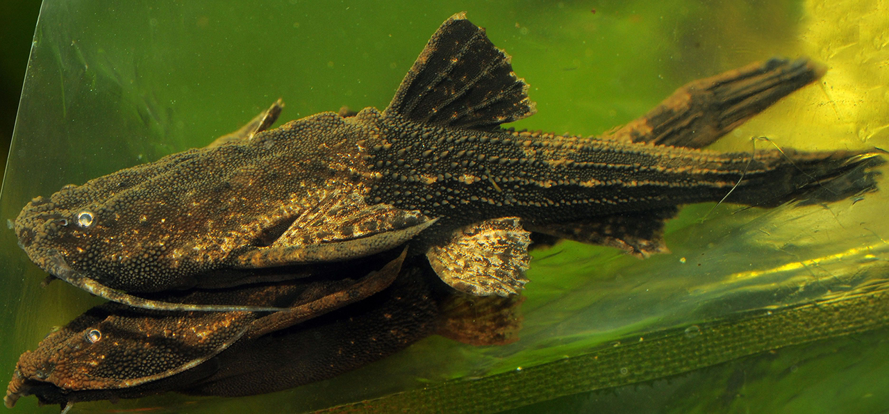 Bunocephalus catfish 1