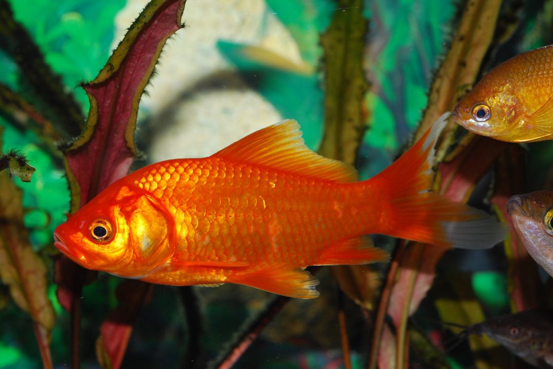 Common goldfish 1