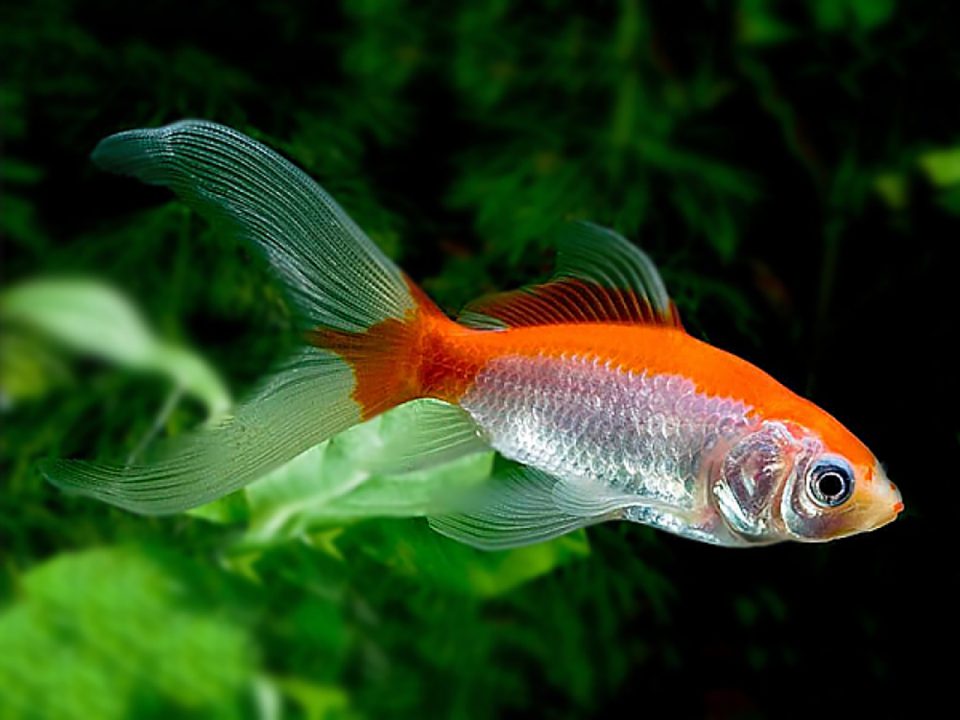 Common goldfish 2
