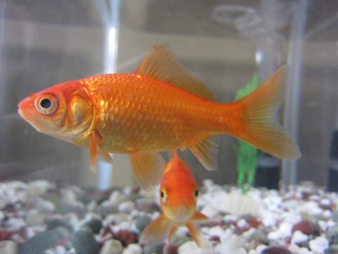 Common goldfish 3