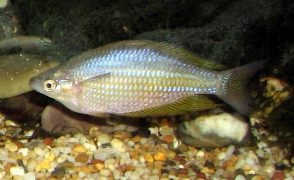 Eastern rainbow fish 1