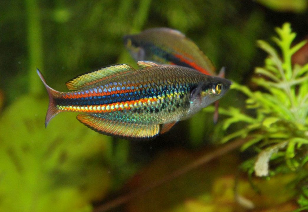 Eastern rainbow fish 2