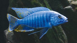 Electeric blue african 1