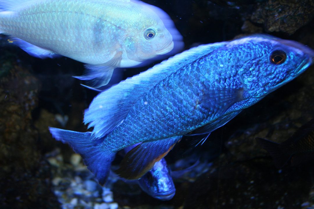 Electeric blue african 2