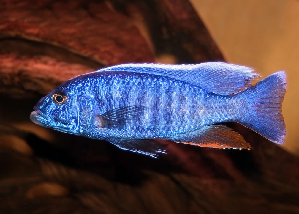 Electeric blue african 3