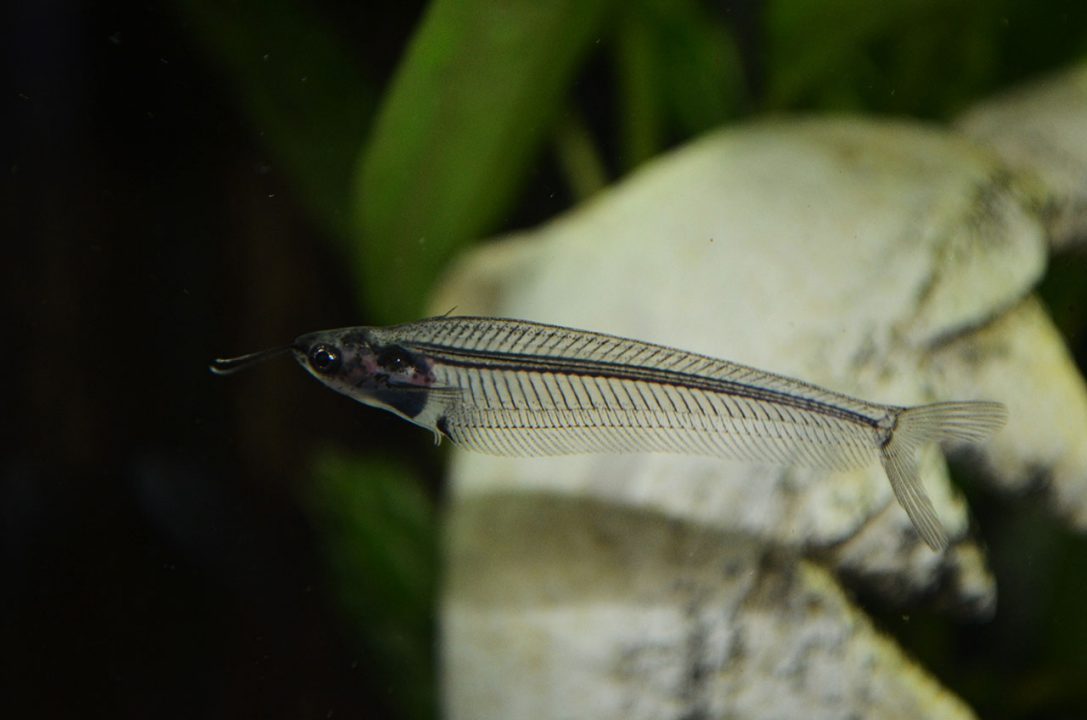 Glass catfish 2